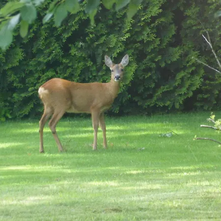 Chalet Vakantie Op De Veluwe