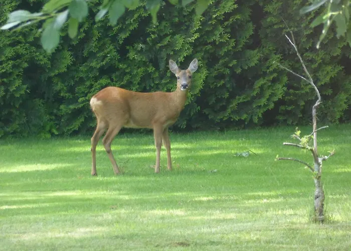 Domek alpejski Vakantie Op De Veluwe